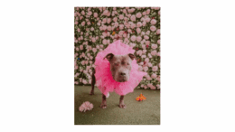 Aster, a pit bull wearing a large neck ruffle