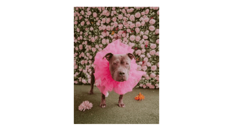 Aster, a pit bull wearing a large neck ruffle