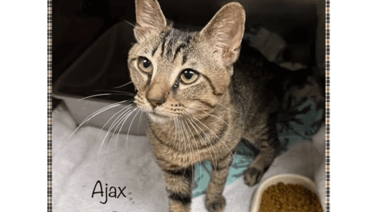 A brown tabby cat standing inside a cage