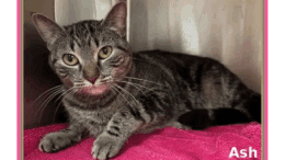 A grey tabby cat inside a cage with pink cloth