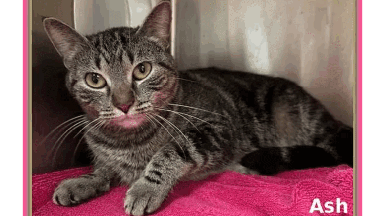 A grey tabby cat inside a cage with pink cloth