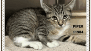 A grey tabby kitten sitting on a grey cloth