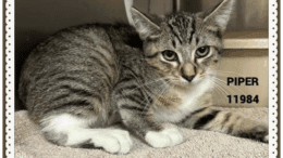 A grey tabby kitten sitting on a grey cloth
