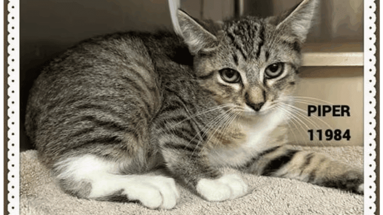 A grey tabby kitten sitting on a grey cloth