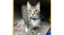 A tabby young cat standing inside a cage