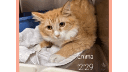 An orange tabby cat inside a cage, looking sad