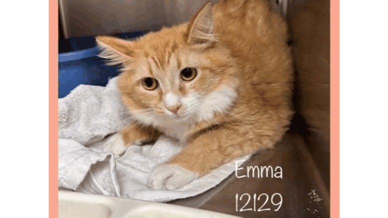 An orange tabby cat inside a cage, looking sad