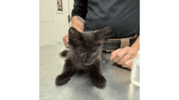 A black kitten sitting on a metal table with someone standing behind