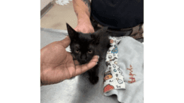 A black kitten held by someone on the head