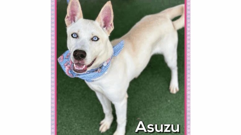 A white Siberian husky with a blue scarf, looking happy