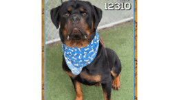 A black/brown rottweiler with a blue scarf