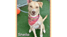 A tan shepherd with a pink scarf, looking at the camera happily