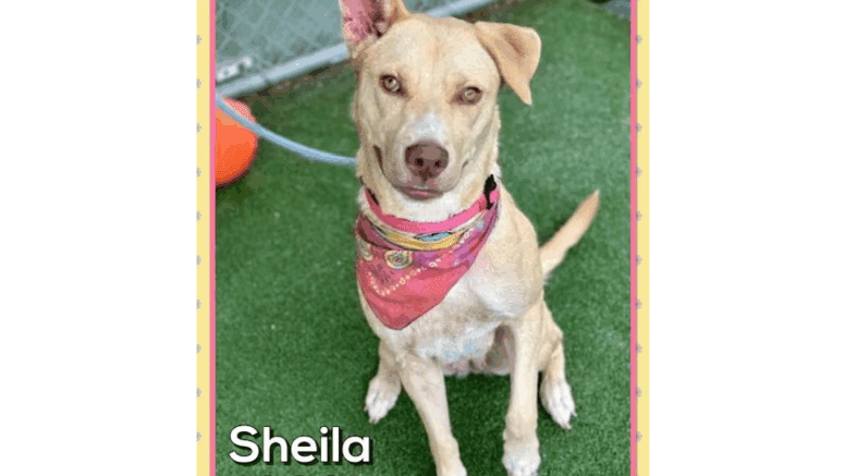 A tan shepherd with a pink scarf, looking at the camera happily