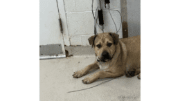 A fawn/white shepherd sitting and looking at the camera