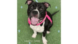 A black/white American pit bull terrier, looking happy with tongue's out