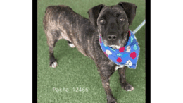 A brindle/white labrador retriever with a blue scarf