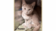 A ginger tabby cat sitting inside a cage