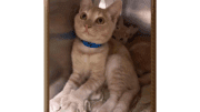 A ginger tabby kitten sitting inside a cage, with another identical kitten