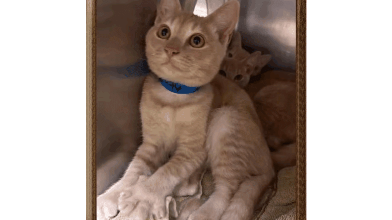 A ginger tabby kitten sitting inside a cage, with another identical kitten