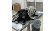 A black/white labrador retriever laying in a table with a cloth above