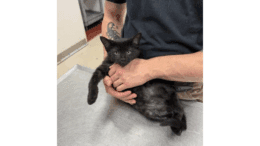 A black kitten tightly held by someone