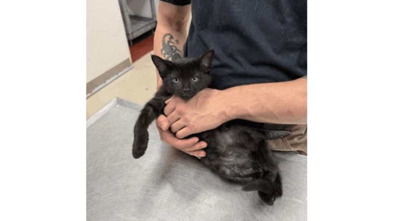 A black kitten tightly held by someone