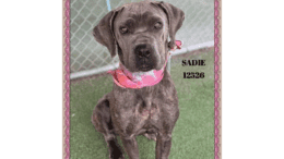 A brindle Cane Corso with a pink scarf, looking angry