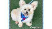 A cream Pomeranian with a blue leash and scarf, looking happy