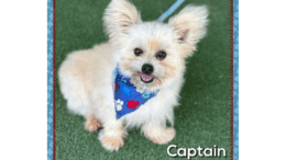 A cream Pomeranian with a blue leash and scarf, looking happy