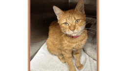 An orange tabby cat sitting inside a cage, looking sad