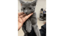 A grey kitten with the head held by someone upfront