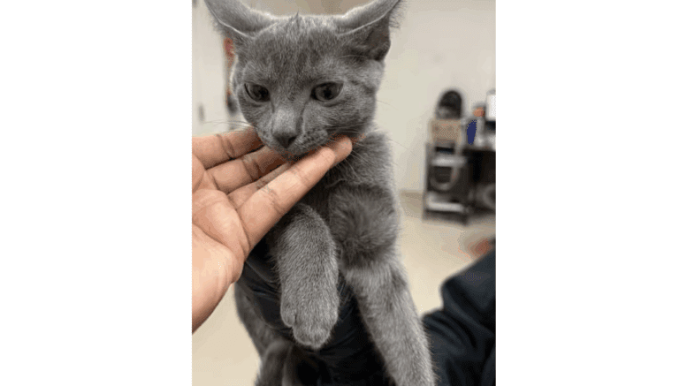 A grey kitten with the head held by someone upfront
