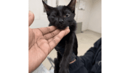 A black kitten held by someone behind and upfront