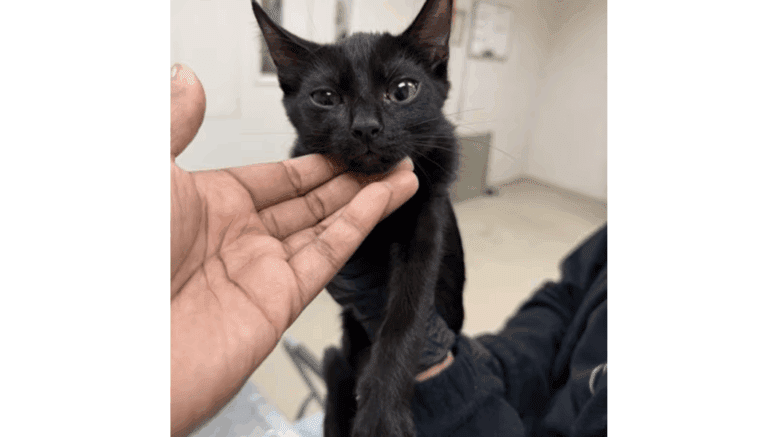 A black kitten held by someone behind and upfront