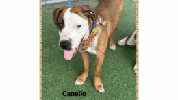 A brown/white American pit bull terrier with tongue's out