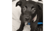 A black/white shepherd puppy, looking at the camera
