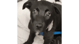 A black/white shepherd puppy, looking at the camera