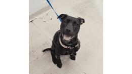 A black/white labrador retriever looking happily at the camera