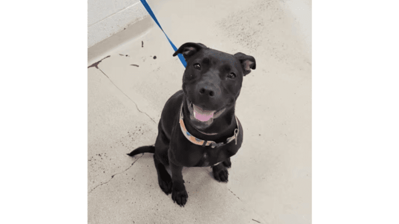 A black/white labrador retriever looking happily at the camera