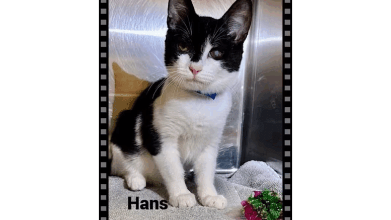 A black/white cat sitting inside a cage, looking outside