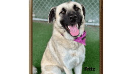 A cream Anatolian shepherd looking happy with tongue's out