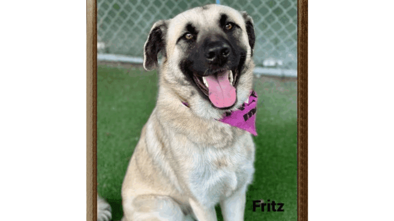 A cream Anatolian shepherd looking happy with tongue's out