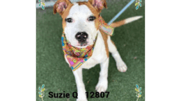 A white/tan hound with a colorful scarf, looking ahead