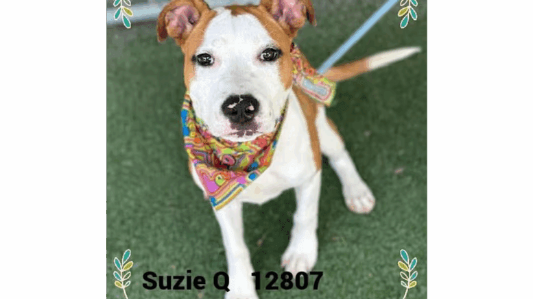 A white/tan hound with a colorful scarf, looking ahead