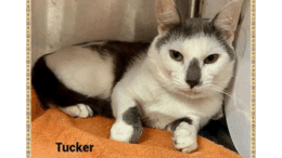 A grey/white cat lying down on a cage with an orange cloth