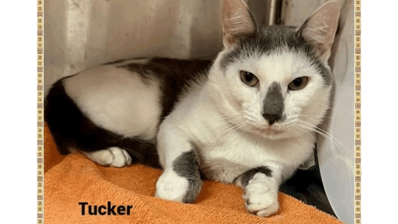 A grey/white cat lying down on a cage with an orange cloth