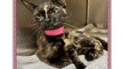 A tortoiseshell cat with a pink scarf