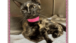 A tortoiseshell cat with a pink scarf