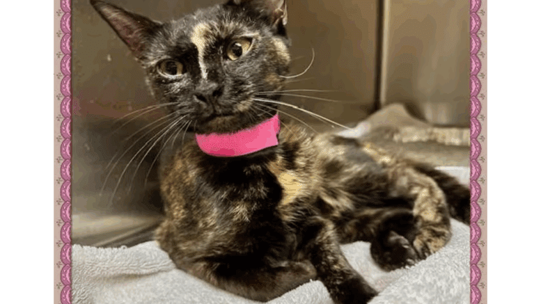A tortoiseshell cat with a pink scarf