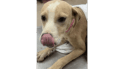 A labrador retriever lying on a metal table with a cloth on